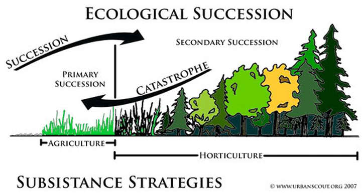 ap bio ecological succession essay help